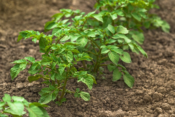 Row of Green Potato Plants in Cultivated Vegetable Plantation Fi