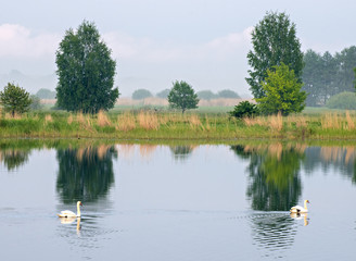 The mute swan (Cygnus olor) is a famous species of swans belonging to the waterfowl family of Anatidae 