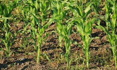 Corn Field