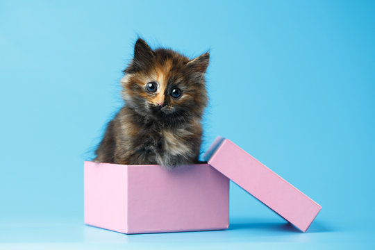 Cute Tortie Kitten Sits in pink Box on Blue background