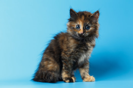 Cute Tortie Kitten Sits on Blue background