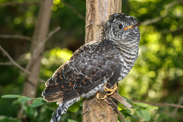 Cuculus canorus. Joven Cuco Común.

