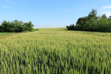wheat field
