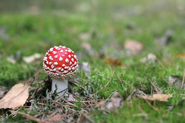 fairy mushroom