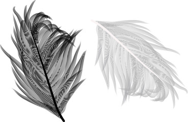 two light feathers isolated on white