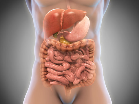 Human Digestive System