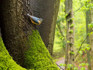 Blauer Kleiber Specht sitzt an Baumstamm