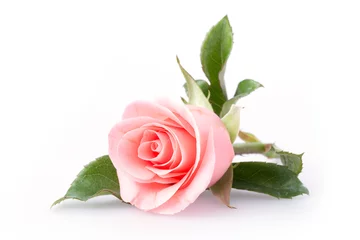 Photo sur Aluminium Roses fleur rose rose sur fond blanc