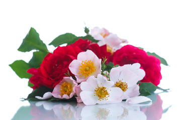Naklejka na ściany i meble bouquet of beautiful wild roses