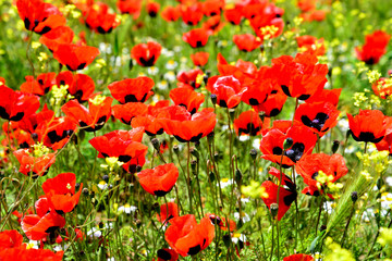 Naklejka premium Poppy flowers