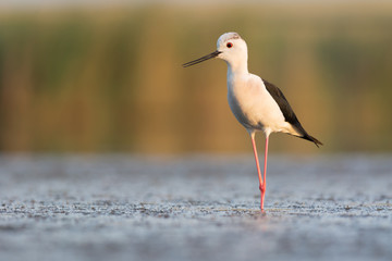 Black-winged Stilt in Evening