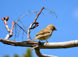 Sparrow