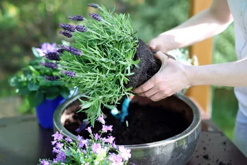 Crédence de cuisine en verre imprimé Lavande Lavande, une femme plante une plante dans un pot