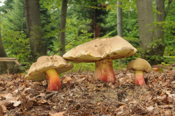 Boletus calopus, known as bitter beech bolete