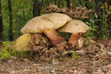 Boletus calopus, known as bitter beech bolete
