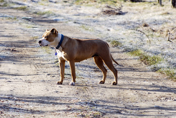 Two years old  female amstaff