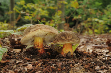 Xerocomellus chrysenteron, known as the red cracking bolete