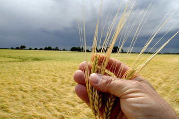 Gerste in der Hand, dunkle Regenwolken im Hintergrund