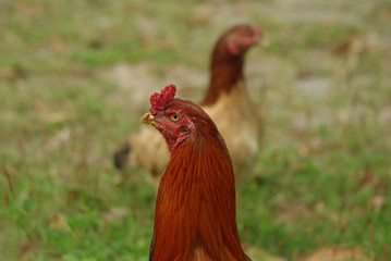 Fighting cock