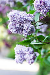 Obraz premium Green branch with spring lilac flowers