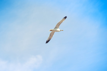 Flying seagull