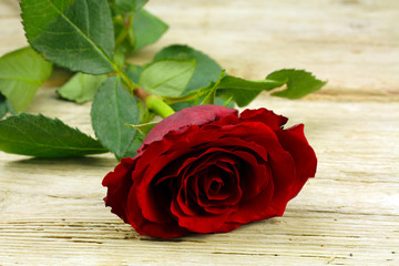 rose 02062015