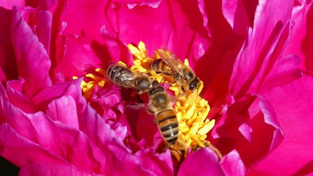 Many Honey Bees Collecting Pollen on Peonies Flower, Closeup.
