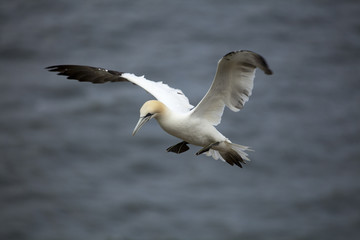 Fototapeta premium A Gannet in Flight