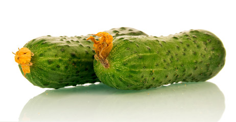 Fresh green cucumbers