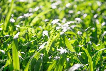 Fresh morning dew on spring grass, natural background - close up