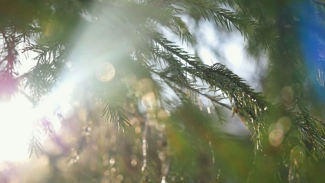 Slow motion of fir branches on magic sun background in winter