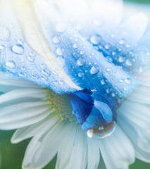 flower petal with drops