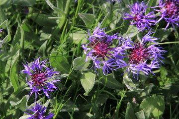 centaurée des montagnes