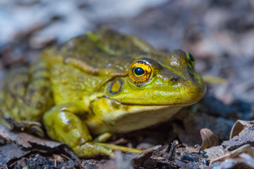 closeup frog
