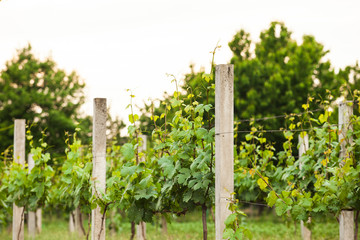 vineyard rows in spring
