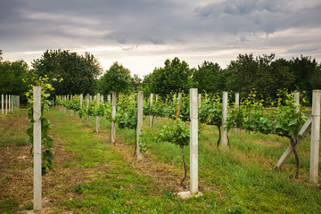 Fototapeta na wymiar vineyard rows in spring