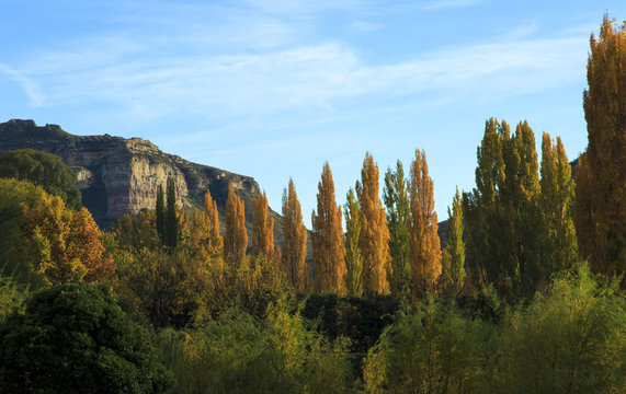 Landscape of yellow autumn poplar trees