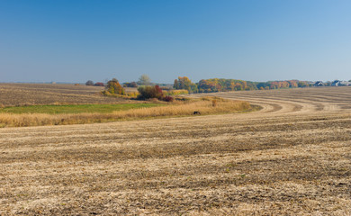 Fototapeta na wymiar Summer landscape with panicum field in central Ukraine