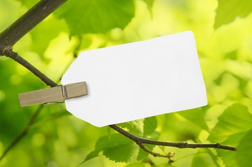 Schildchen in Natur mit Textfreiraum