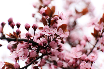 Blooming tree twigs with pink flowers in spring close up