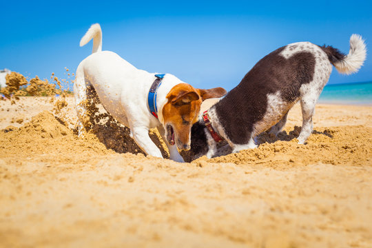 dogs digging a hole