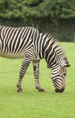 Fototapeta na wymiar photo of a grazing zebra