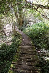 Obraz premium Sentier de bois en forêt