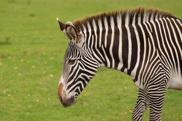 Fototapeta na wymiar photo portrait of a zebra
