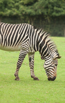 photo of a grazing zebra