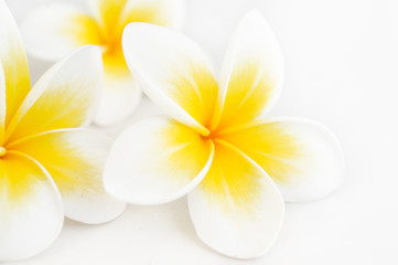 plumeria  tropical flower at white background