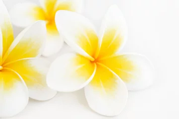 Foto auf Acrylglas Frangipani Plumeria tropische Blume auf weißem Hintergrund