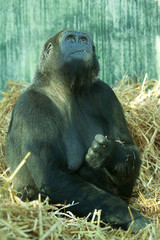 female gorilla looking up 