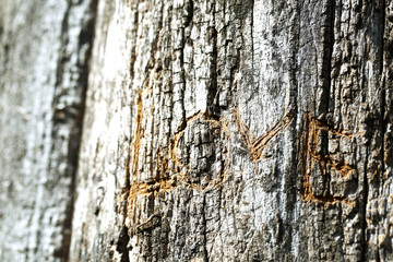 Word Love carved in tree close-up