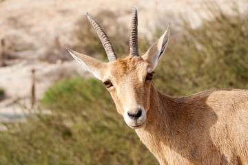 Nubian Ibex in Ein Gedi, Israel